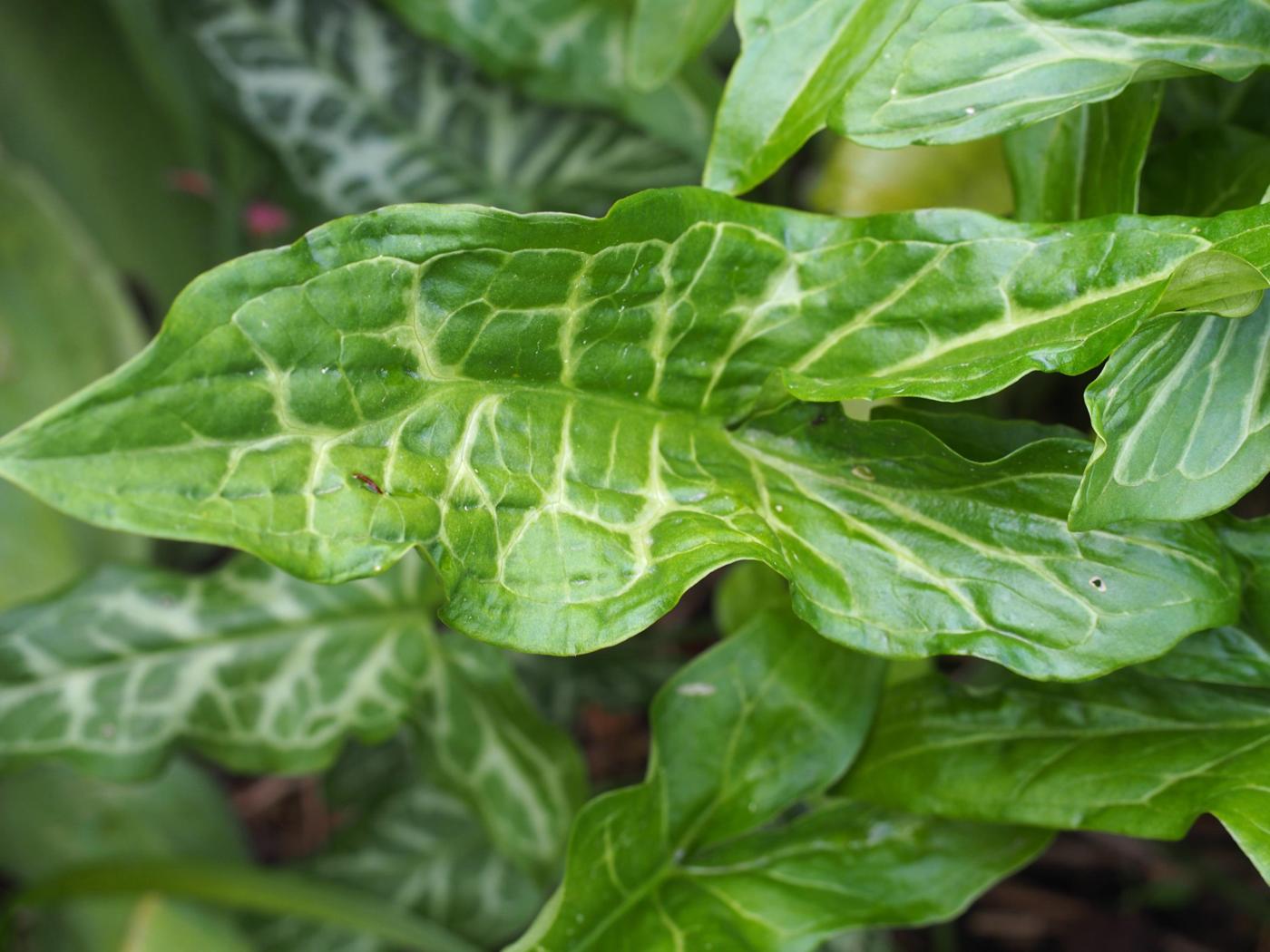 Cuckoo-pint, Italian leaf